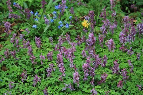 Fruehling   110.jpg